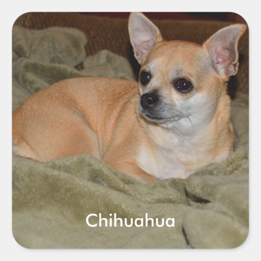 Cute Chihuahua Vierkante Sticker (Voorkant)