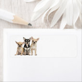 Cute Chihuahuas Etiket (Insitu)