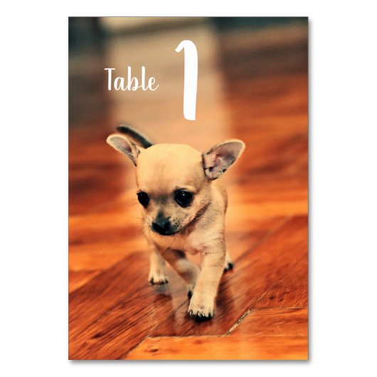Cute Chihuahuas Photo Table Numbers Kaart (Achterkant)