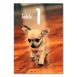 Cute Chihuahuas Photo Table Numbers Kaart