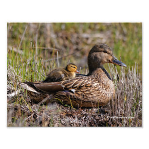Cute Chillin' Mallard Ma Duck & Baby Ducking Foto Afdruk
