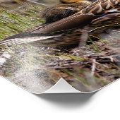 Cute Chillin' Mallard Ma Duck & Baby Ducking Foto Afdruk (Hoek)