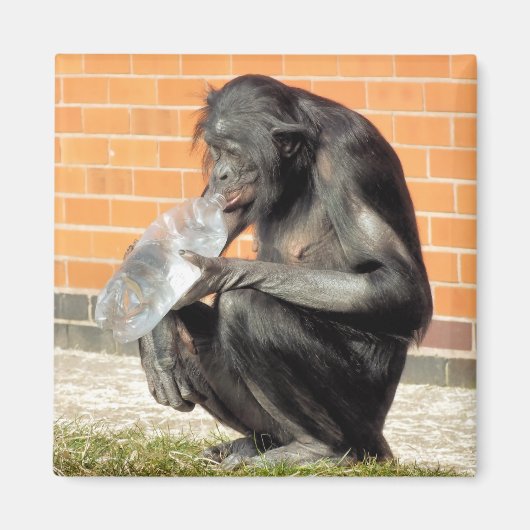 CUTE CHIMP MAGNEET (Voorkant)