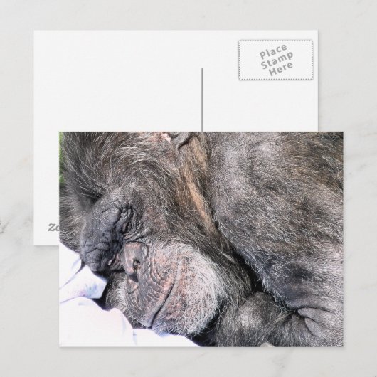 CUTE CHIMPANZEE BRIEFKAART (Voorkant / Achterkant)