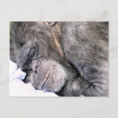 CUTE CHIMPANZEE BRIEFKAART (Voorkant)
