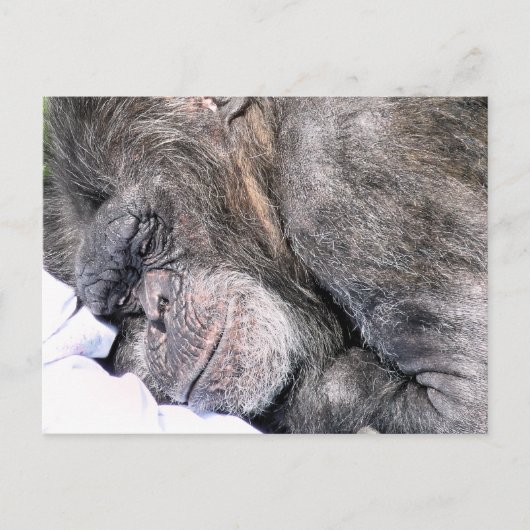 CUTE CHIMPANZEE BRIEFKAART (Voorkant)