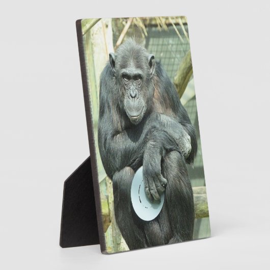 CUTE CHIMPANZEE FOTOPLAAT (Zijkant)