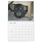Cute Chinchilla Calendar 2011 Kalender (Mar 2027)
