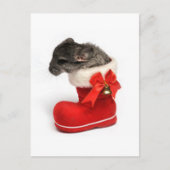 Cute Chinchilla in Christmas Stocking Feestdagenkaart (Voorkant)