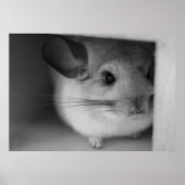 Cute Chinchilla Poster (Voorkant)