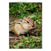 Cute Chipmunk (Voorkant)