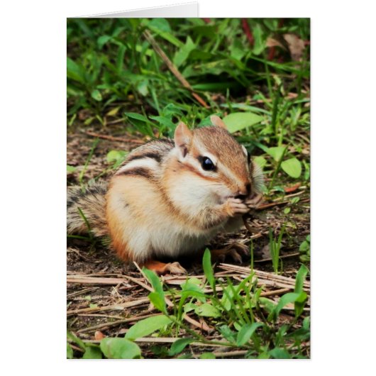Cute Chipmunk (Voorkant)