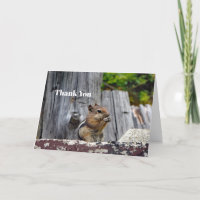 Cute Chipmunk Animal Photo