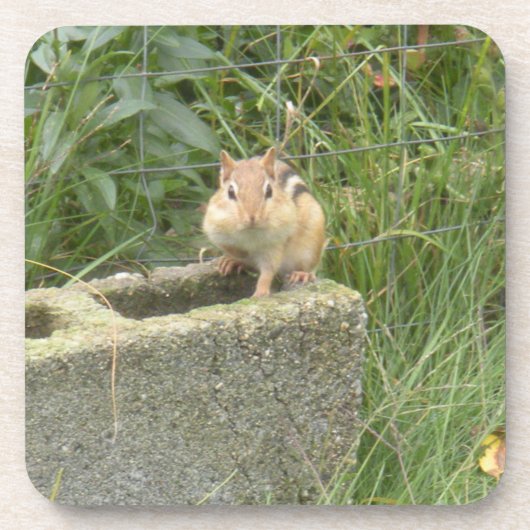 Cute Chipmunk Bier Onderzetter (Voorkant)