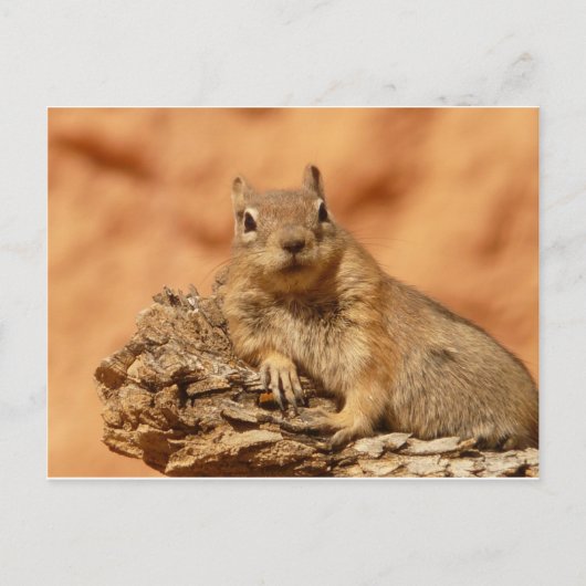 Cute Chipmunk Briefkaart (Voorkant)