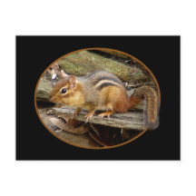 Cute Chipmunk Briefkaart