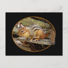 Cute Chipmunk Briefkaart