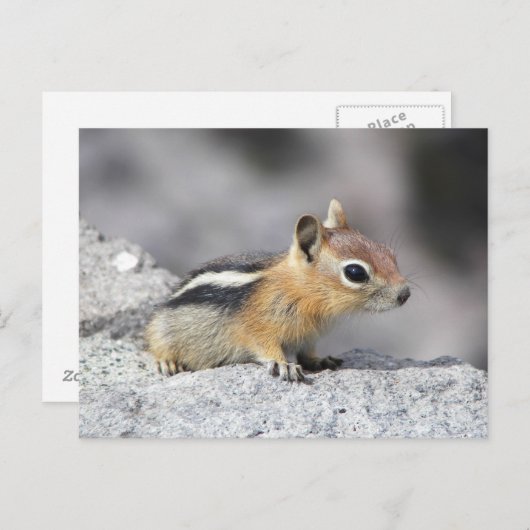 Cute Chipmunk Briefkaart (Voorkant / Achterkant)