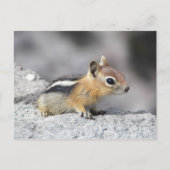 Cute Chipmunk Briefkaart (Voorkant)