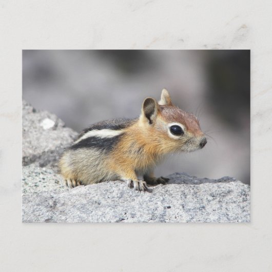 Cute Chipmunk Briefkaart (Voorkant)