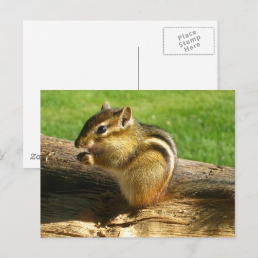 Cute Chipmunk Briefkaart (Voorkant / Achterkant)