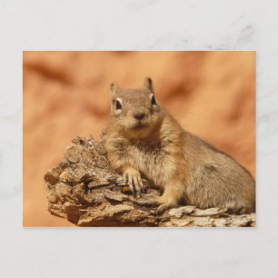 Cute chipmunk briefkaart