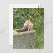 Cute Chipmunk Briefkaart (Voorkant / Achterkant)