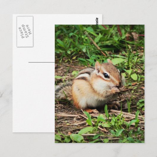 Cute Chipmunk Briefkaart (Voorkant / Achterkant)