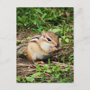 Cute Chipmunk Briefkaart