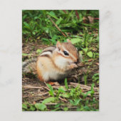 Cute Chipmunk Briefkaart (Voorkant)