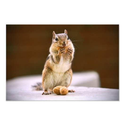 Cute Chipmunk Eating a Peanut Foto Afdruk (Voorkant)