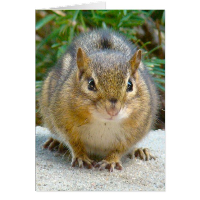 Cute Chipmunk heeft zijn oog op jou (Voorkant)