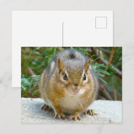 Cute Chipmunk heeft zijn oog op jou Briefkaart (Voorkant / Achterkant)