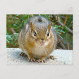 Cute Chipmunk heeft zijn oog op jou Briefkaart
