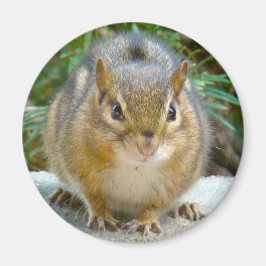 Cute Chipmunk heeft zijn oog op jou Magneet