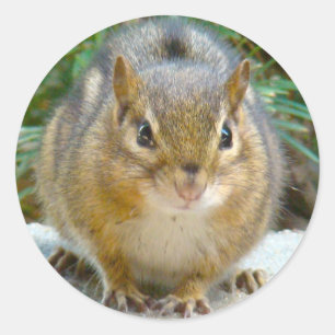Cute Chipmunk heeft zijn oog op jou Ronde Sticker