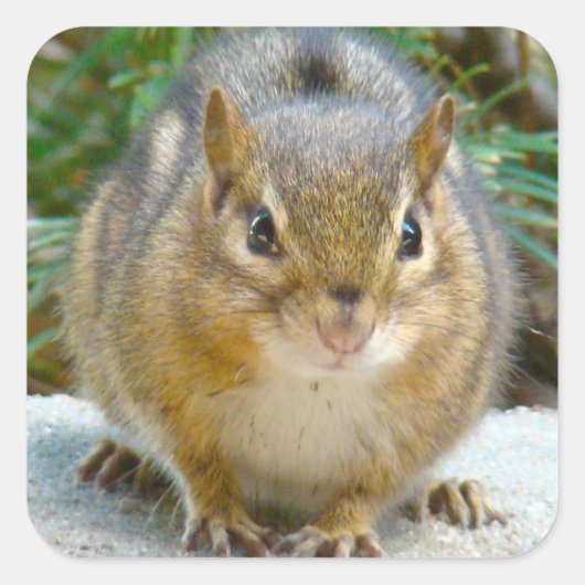 Cute Chipmunk heeft zijn oog op jou Vierkante Sticker (Voorkant)