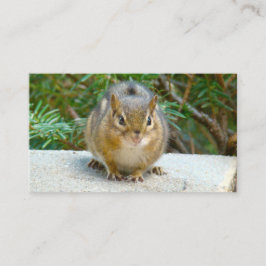 Cute Chipmunk heeft zijn oog op jou Visitekaartje