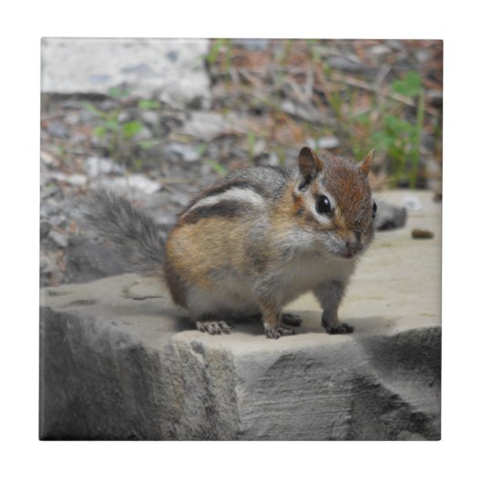 Cute Chipmunk like critter on a Rock Photo Tile Tegeltje (Voorkant)