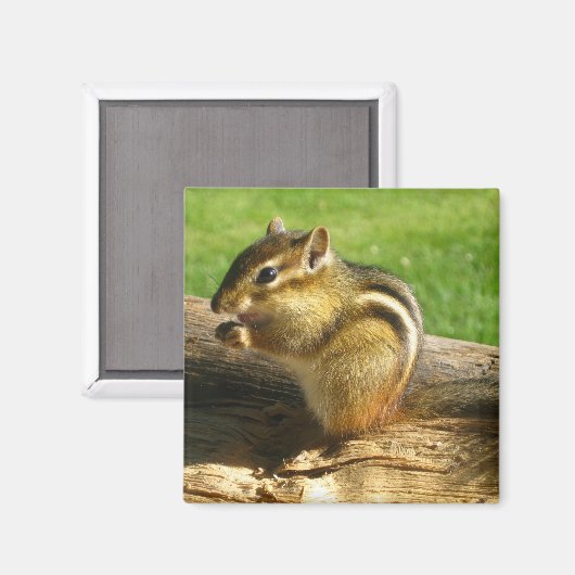 Cute Chipmunk Magneet (Voorkant / Achterkant)