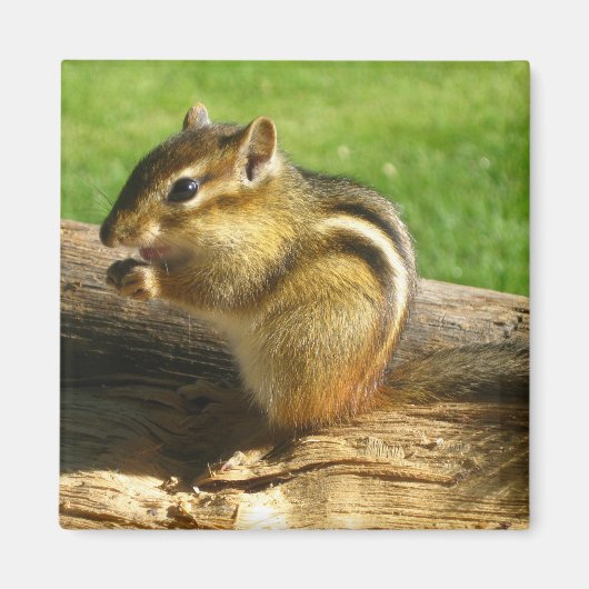 Cute Chipmunk Magneet (Voorkant)