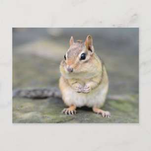 Cute Chipmunk met Bug Friend Briefkaart