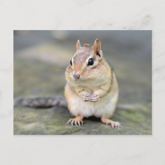 Cute Chipmunk met Bug Friend Briefkaart (Voorkant)