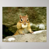 Cute Chipmunk met Large Treat Poster (Voorkant)