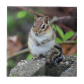 Cute Chipmunk on Rock Animal Tegeltje (Voorkant)