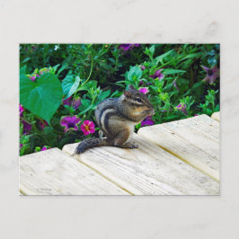 Cute Chipmunk Photo Briefkaart