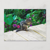 Cute Chipmunk Photo Briefkaart (Voorkant)