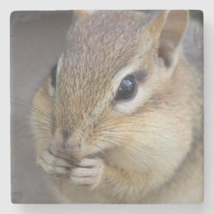 Cute chipmunk stenen onderzetter