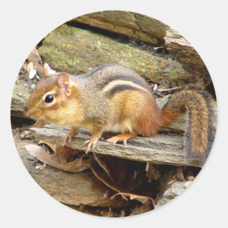 Cute Chipmunk Stickers