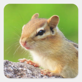 Cute Chipmunk Vierkante Sticker